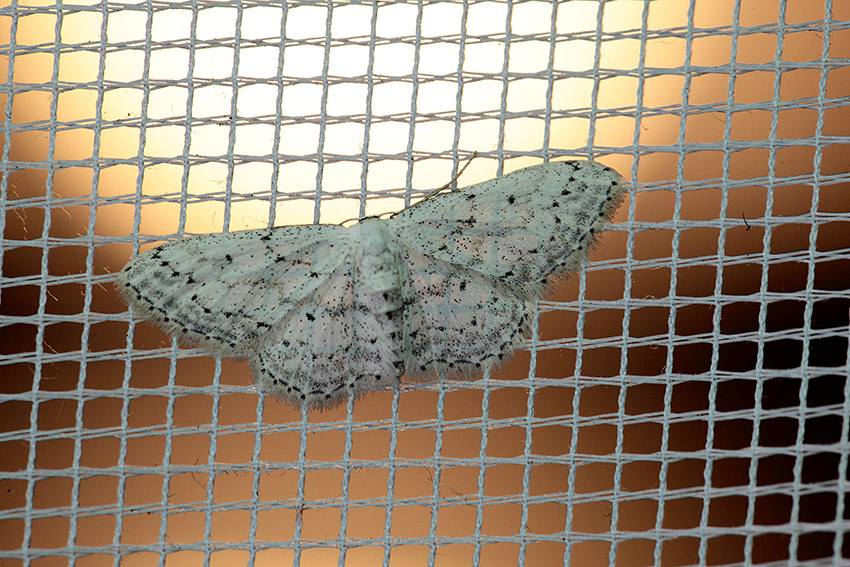 Idaea seriata, Geometridae